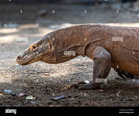 Ecosistema Del Drago Di Komodo Immagini E Fotografie Stock Ad Alta