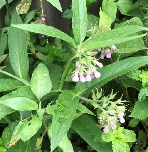 How To Use Comfrey In The Garden Wellness Gardens