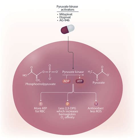 Beyond Adenosine Triphosphate Unveiling The Pleiotropic Effects Of