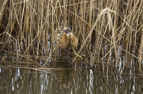 Great Bittern – Bird Lens
