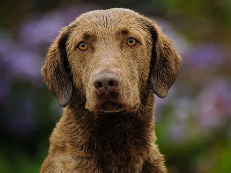 Chesapeake Bay Retriever Dog Breed Guide Spot Canada