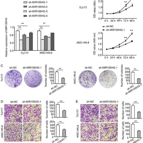 Knockdown Mir155hg Suppresses Lscc Cell Proliferation Migration And Download Scientific