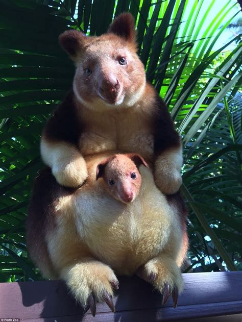 Adorable Rare Baby Tree Kangaroo First Birth In Perth Zoo In 36 Years