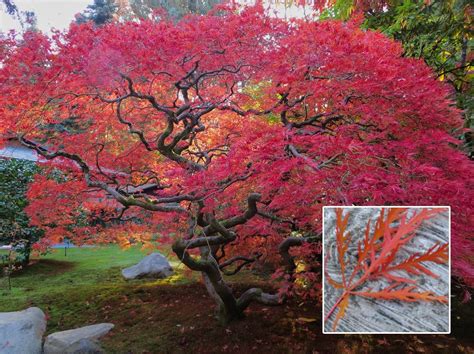 Red Japanese Maple Tree Leaves