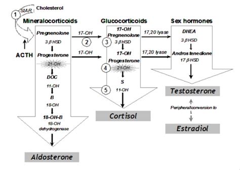 Figure 1 From Congenital Adrenal Hyperplasia Endotext Ncbi Bookshelf Semantic Scholar