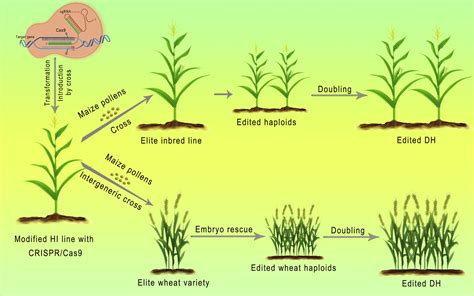 Next Generation Crop Breeding Methods Molecular Plant