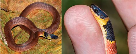 Common Snakes In Costa Rica Bird Watching Hq