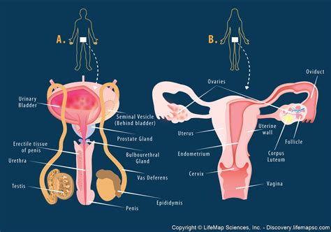 Reproductive System Reproductive System Reproductive System Project