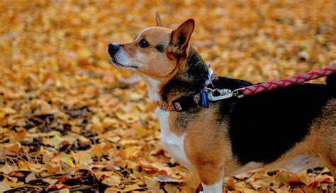 fakta menarik anjing corgi  tingkahnya manis blog ruparupa