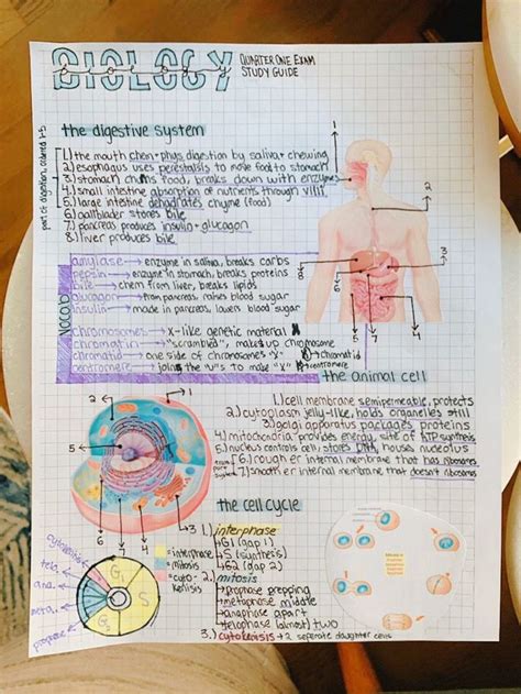 Aesthetic Biology Study Guide Nurse Study Notes Nursing School Notes