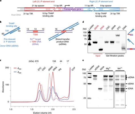 P 元件转座酶 Dna 复合物的结构揭示了不寻常的 Dna 结构和 Gtp Dna 接触。nature Structural