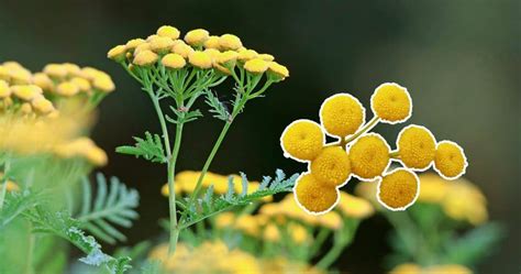 Bonnes Raisons De Laisser Pousser La Tanaisie Au Jardin Bienfaits