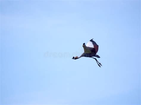 Flying The Red Crowned Crane Bird Stock Image Image Of Birds Fields