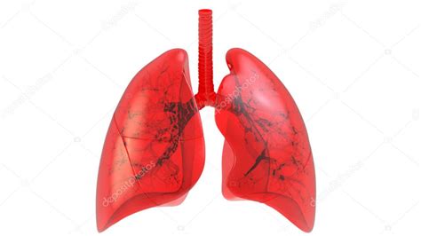 Pulmones una parte de la anatomía del sistema respiratorio humano