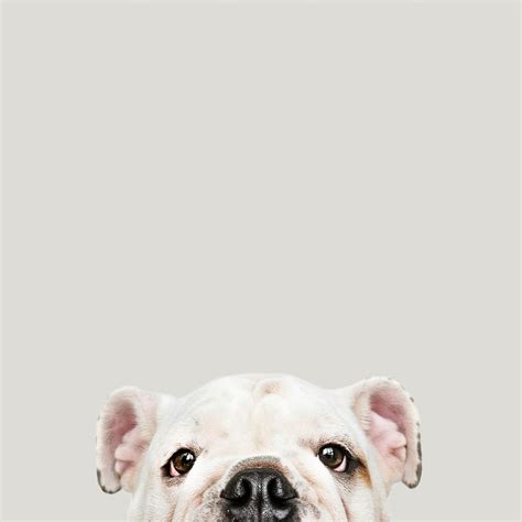 Adorable white Bulldog puppy portrait | Premium Photo - rawpixel