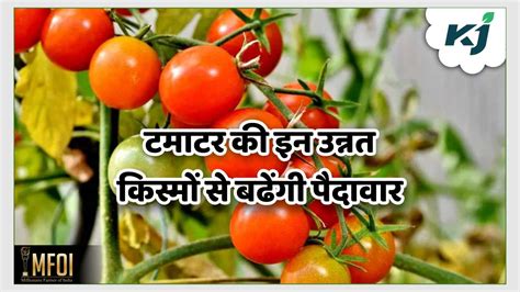 Improved Tomato Varieties टमाटर की ये किस्में एक हेक्टेयर में देंगी 65