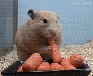 Funny Animal GIFs - Get the best GIF on GIPHY