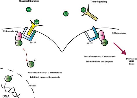 Il 6 Signaling Pathways In The Classical Pathway After Il 6 Binds To Download Scientific