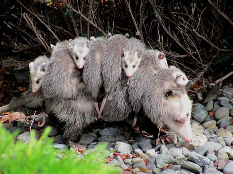 Opossum | Animals Happen Wildlife Control