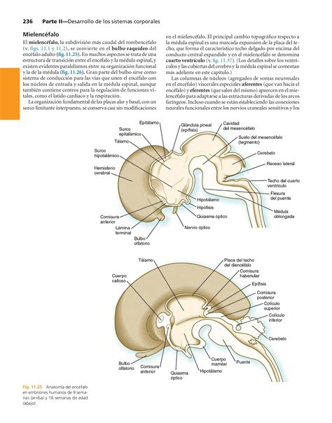 Embriologia Humana y Biologia del Desarrollo Alejandro B Página