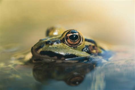 Dyr Og Insekter Anders Dissing Galleri