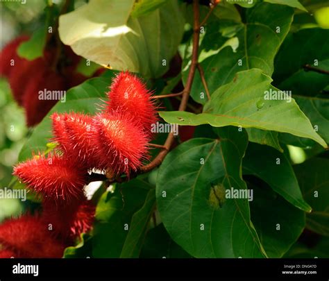 The Red Spiky Fruits Of A Lipstick Tree Or Achiote Bixa Orellana