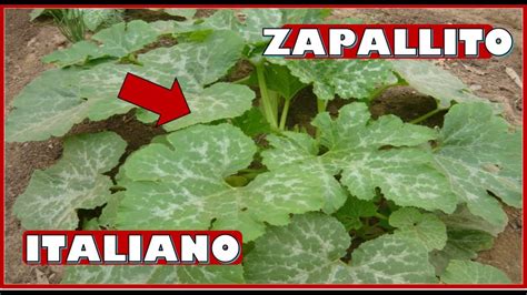 APRENDE A SEMBRAR Y CULTIVAR PLANTAS DE ZAPALLITO ITALIANO ZUCCHINI EN