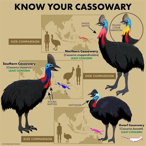 Cassowary The Human Exception