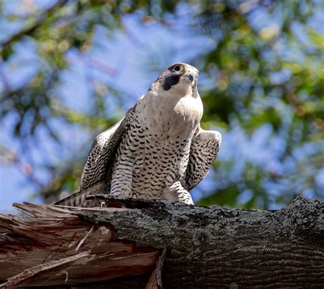 Foto falcão peregrino Falco peregrinus Por Carlos Vieira Wiki Aves