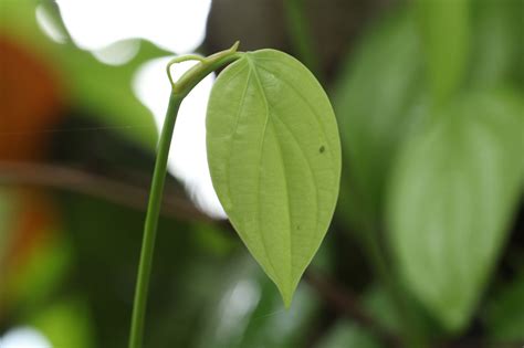 leaf nature green  photo  pixabay pixabay