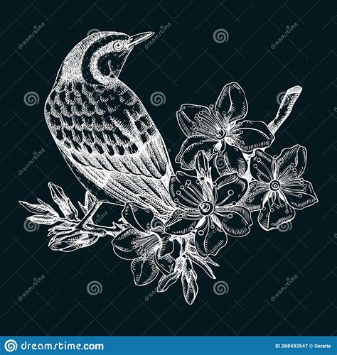 Nuthatch Sitting On Flowering Almond Branch Sketch Vector Spring