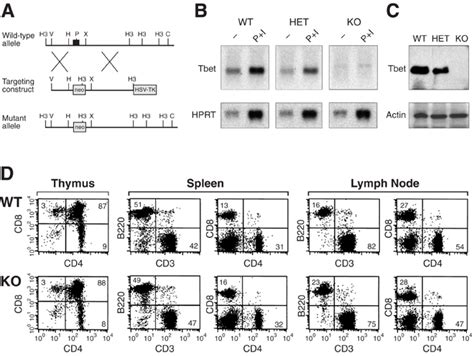 Distinct Effects Of T Bet In Th1 Lineage Commitment And Ifn γ Production In Cd4 And Cd8 T Cells