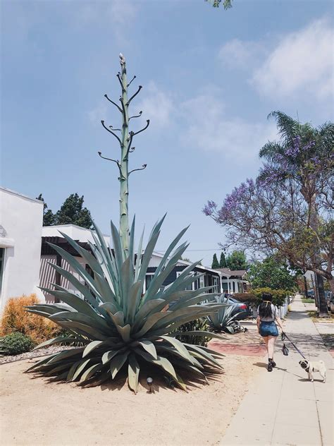 This Giant Agave Plant In This Neighborhood Rhumanforscale