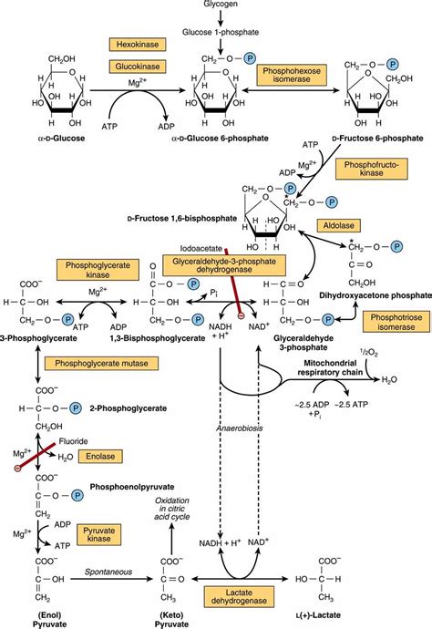 Glycolysis Enzyme Metabolic Pathway at Sandra Mathers blog