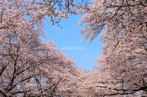 桜のトンネル 写真素材 768610 フォトライブラリー Photolibrary