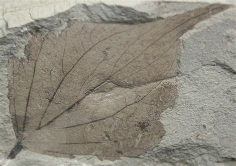 Fossil Poplar Leaf Green River Formation For Sale Fossilera