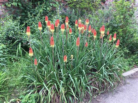 Kniphofia uvaria (Red Hot Poker) – Ricardo's Nursery