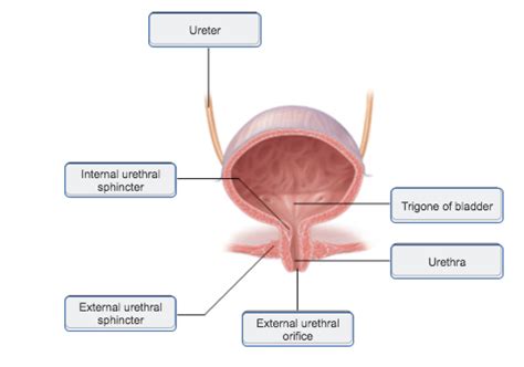 Art Labeling Activity Internal Organs Of The Female Reproductive Hot