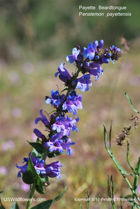 Us Wildflowers Database Of Blue Wildflowers For Idaho