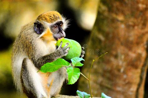 De Groene Aapje Van Barbados Stock Foto Image Of Zoogdier Dier