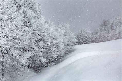 Nevicata In Corso Faggeta Dellaschiero Prati Di Tivo Gran Sasso