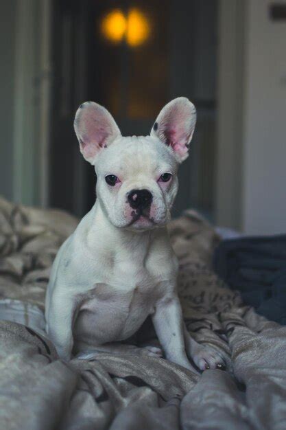 Premium Photo Portrait Of Puppy Dog Relaxing On Bed At Home