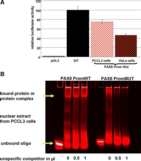 A In Vitro Effects Of The Pax Promoter Mutation Both Pax Gene