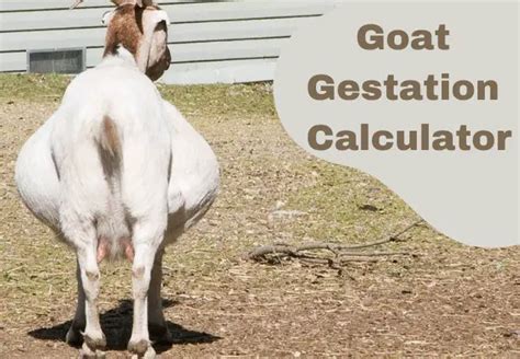 Best Goat Gestation Calculator - Goat Calculator