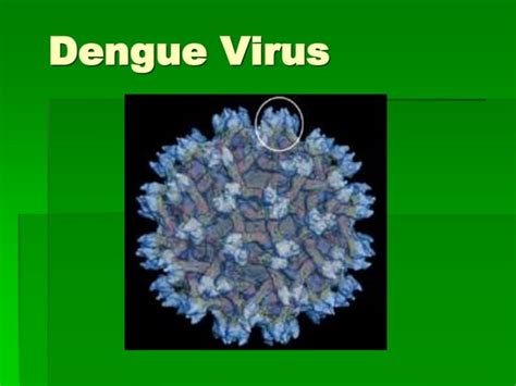 DENGUE Ppt Dengue Virus Dna Viruses Virology PPT