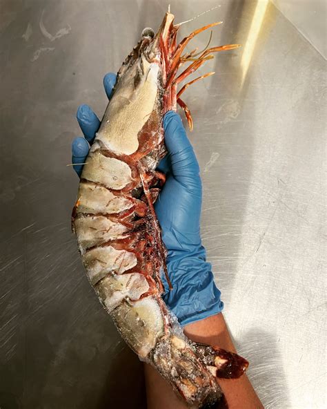 Nigerian Jumbo Prawns 38 Lb B B S Bitchin Fish