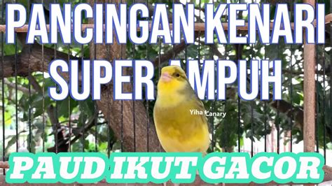 Dari Pancingan Kenari Gacor Panjang Ini Cocok Untuk Masteran Kenari