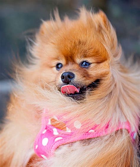 Lulu Da Pomerania Raposa Flash Sales Emergencydentistry