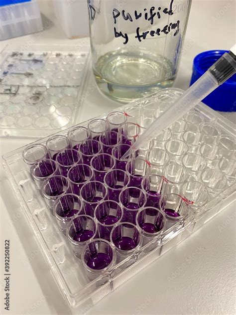 Mtt Assay Protocol For Measuring Cell Viability Proliferation And Cytotoxicity ภาพถ่ายสต็อก