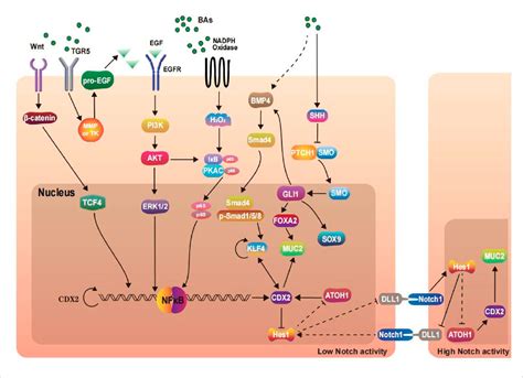 Figure 1 from The role of bile acid in intestinal metaplasia | Semantic ...